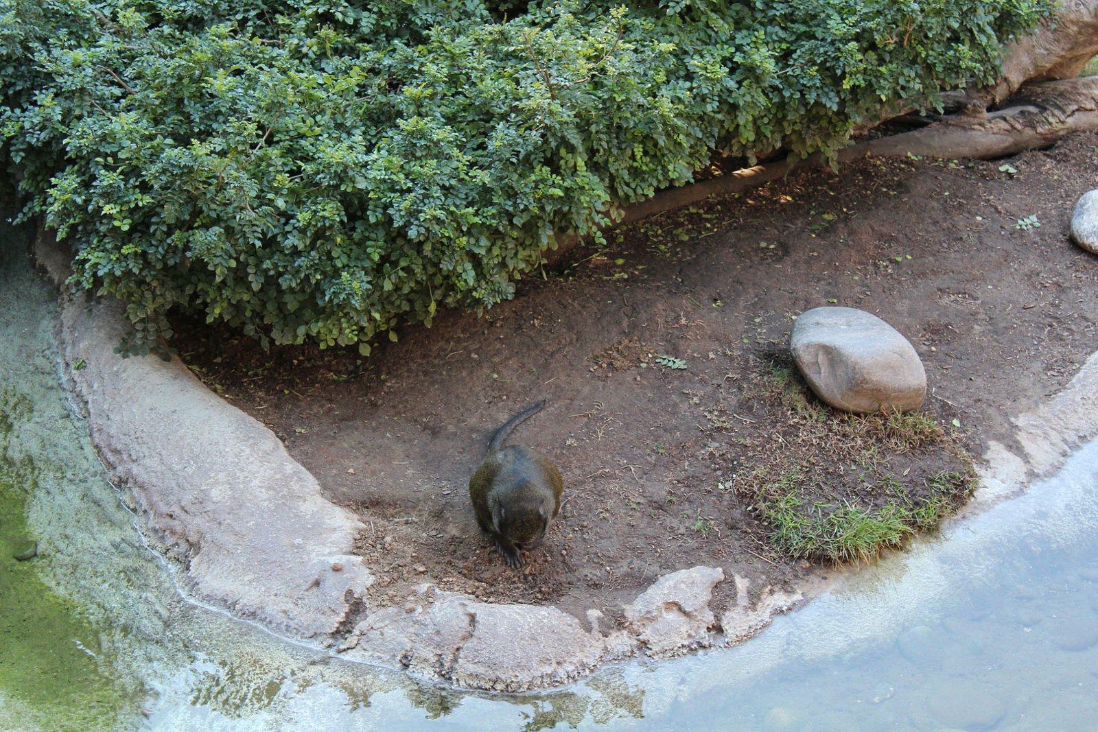 San Diego Zoo Part II 113